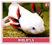 axolotls01