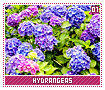 hydrangeas01