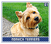 norwichterriers01