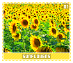 sunflowers01